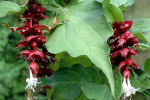 leycesteria