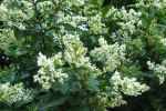 ligustrum