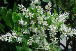 ligustrum
