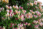 lonicera