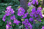 lunaria
