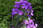 lunaria