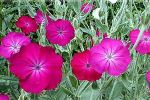 Lychnis Coronaria