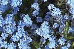 myosotis