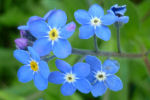 myosotis