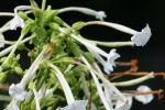 nicotiana