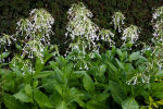 Nicotiana