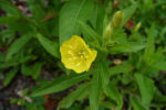 oenothera