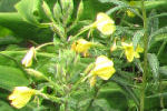 oenothera
