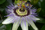 passiflora
