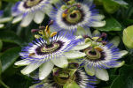 passiflora