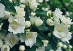 Philadelphus