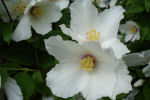 philadelphus