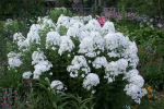 phlox