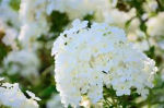 phlox