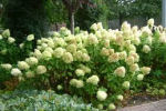 pluimhortensia