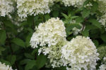 pluimhortensia