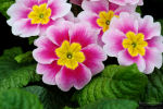 primula
