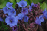 pulmonaria