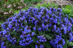 pulmonaria