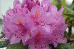 rhododendron