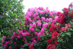 rhododendron