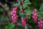 ribes sanuineum