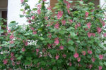 ribes sanuineum