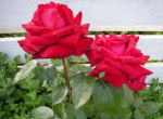 Tuinexpert