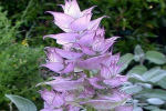 Salvia