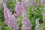 salvia