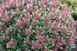 skimmia