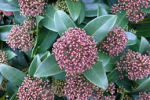 skimmia