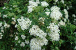 spiraea