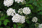 spiraea