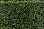 taxus