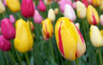 tuintips april