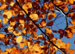 tuintips november