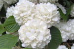 viburnum