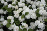 viburnum