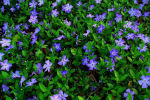 vinca