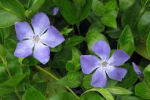 vinca