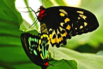 Vlinders