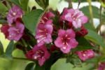 weigela