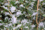 osmanthus