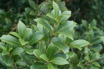 osmanthus